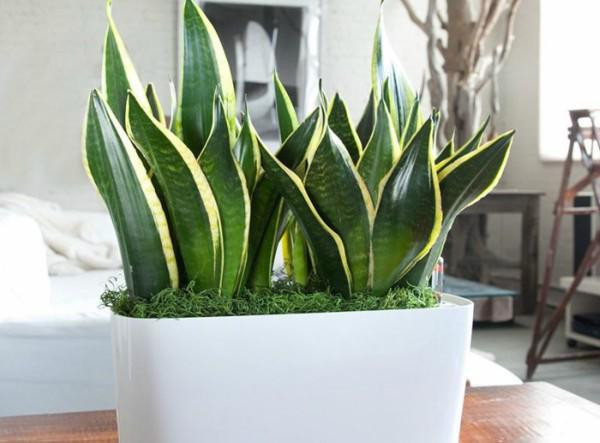 Nên trồng loại cây này trong nhà để hấp thụ hơn 100 loại độc tố - Hình 5 Nen trong loai cay nay trong nha de hap thu hon 100 loai doc to-Hinh-5