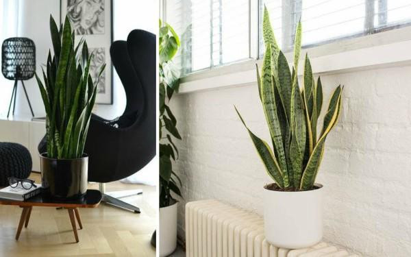 Nên trồng loại cây này trong nhà để hấp thụ hơn 100 loại độc tố - Hình 6 Nen trong loai cay nay trong nha de hap thu hon 100 loai doc to-Hinh-6