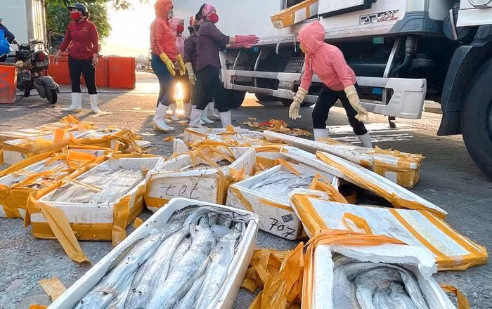 Ca ho truoc chuyen xuat khau, gio chi lam thuc an chan nuoi