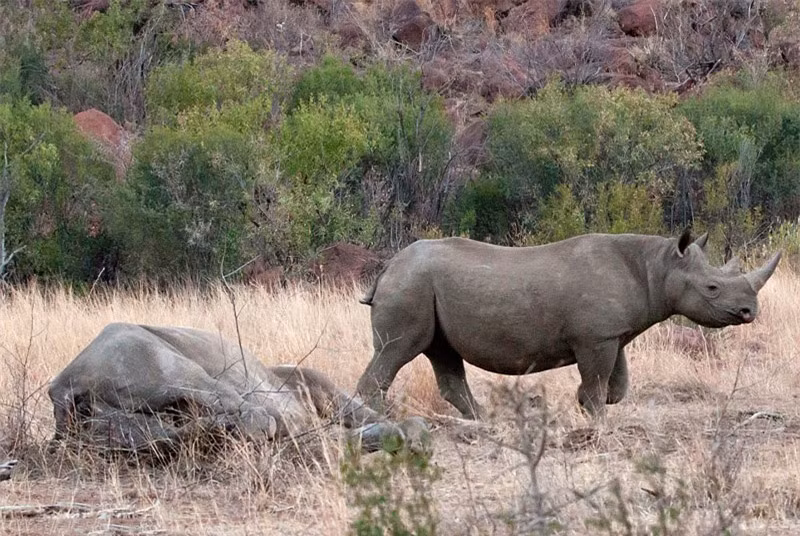 Theo nhiếp ảnh gia Louis Kok, hai ngày sau cuộc chiến ‘không cân sức’ với con voi, chú tê giác mẹ đã tử vong vì dính quá nhiều vết thương nặng. 