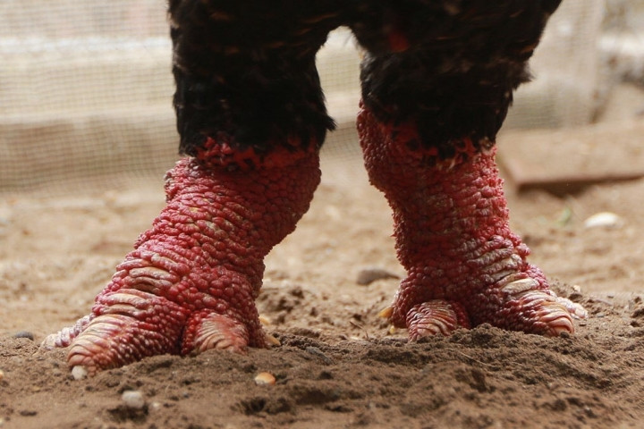 Ga Dong Tao duoc an thit bo, rua chan nuoc che, gia dat nhu vang-Hinh-5