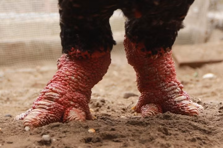 Ga Dong Tao duoc an thit bo, rua chan nuoc che, gia dat nhu vang-Hinh-5