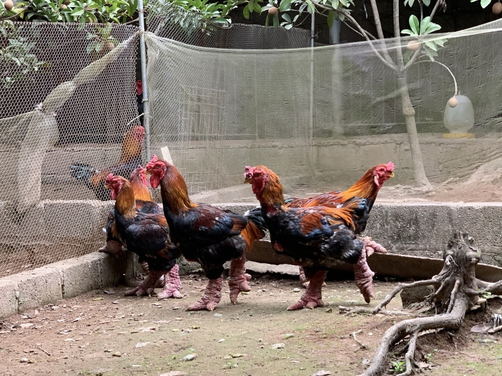 Ga Dong Tao duoc an thit bo, rua chan nuoc che, gia dat nhu vang-Hinh-3