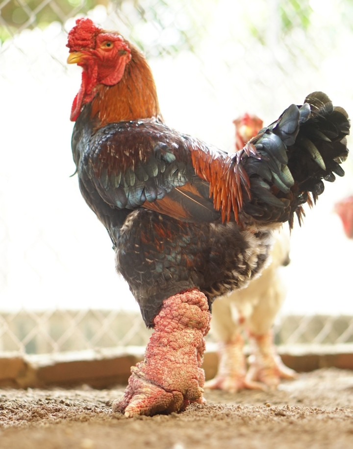 Ga Dong Tao duoc an thit bo, rua chan nuoc che, gia dat nhu vang-Hinh-4