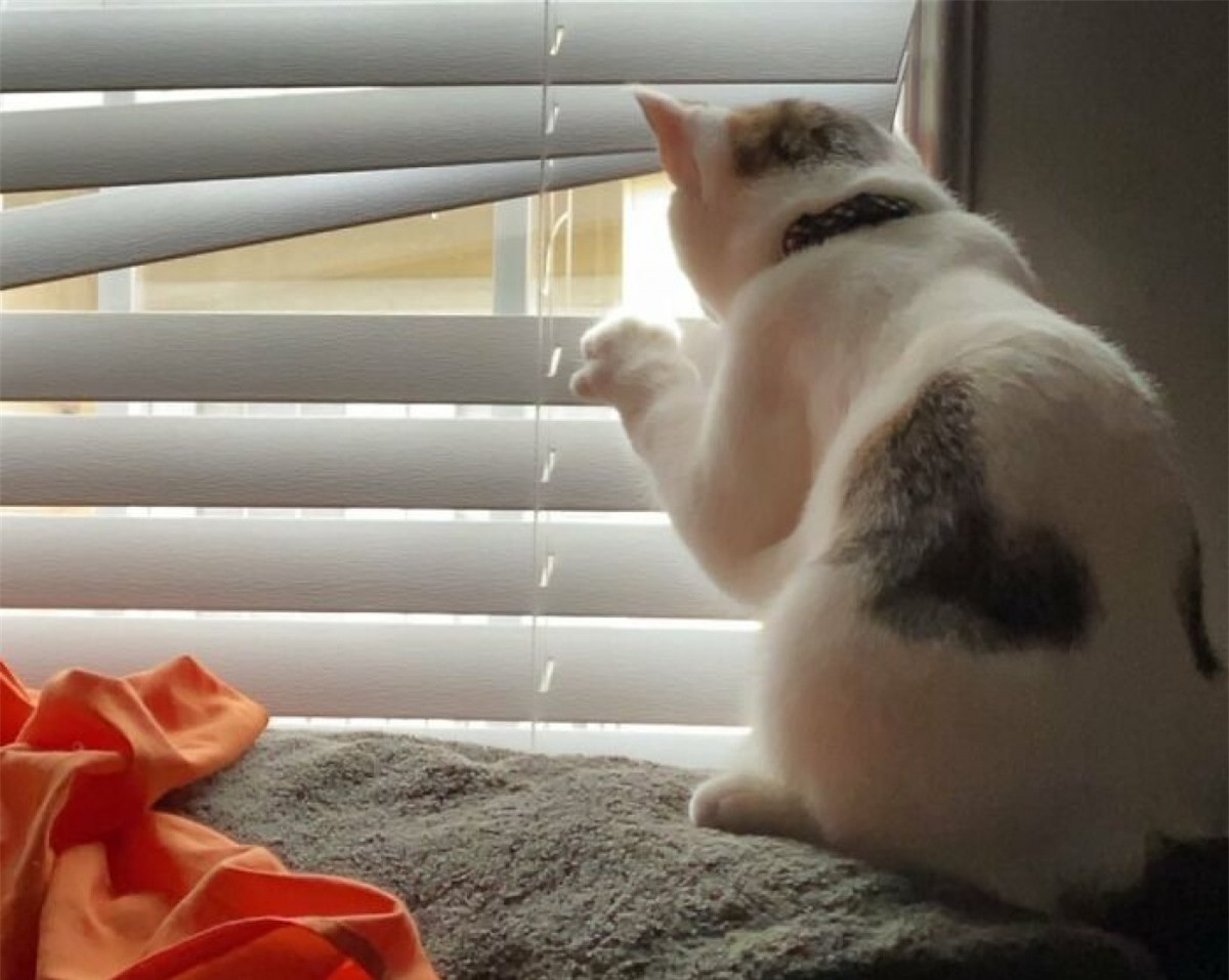 ##sc### Không hiểu sao cái rèm cửa nhà tôi rất hay bị hỏng. 