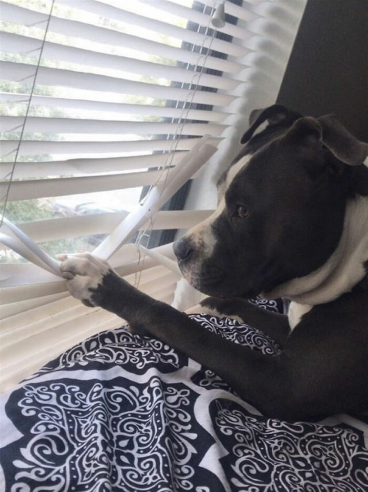 br/> Một năm thay mấy lần cái rèm cửa. 