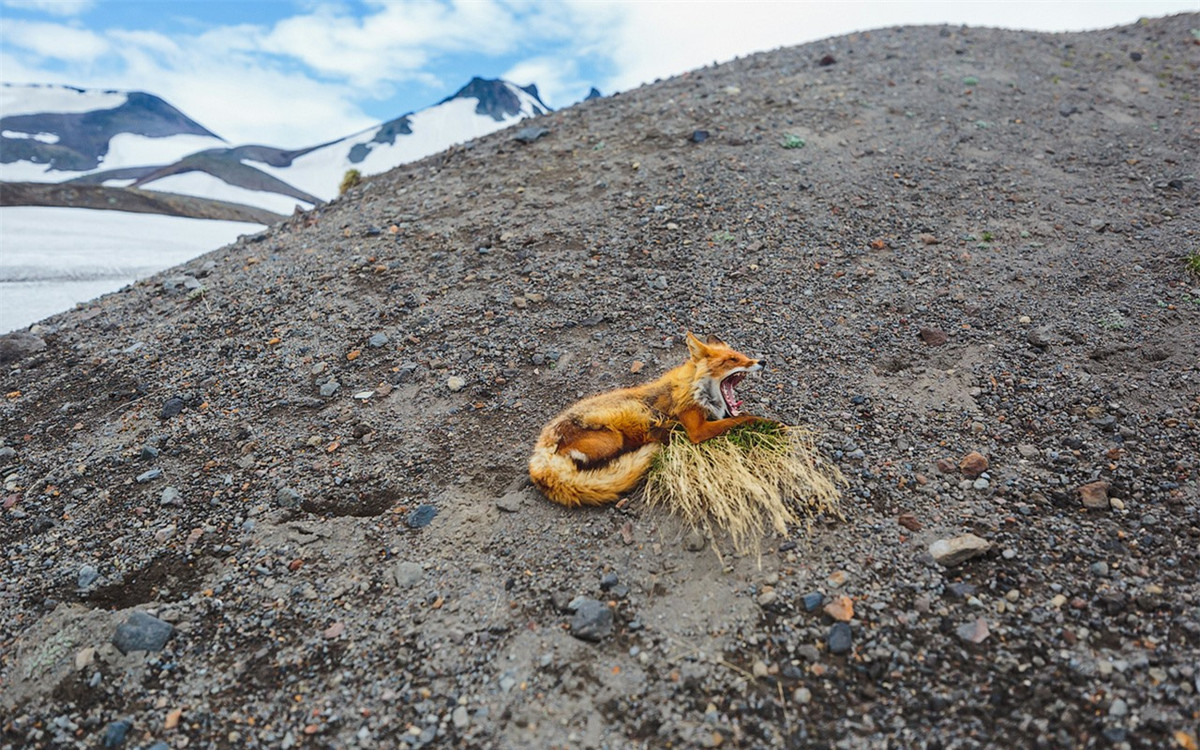 Ngắm những phút giây bình yên như thế nào, khó có thể tưởng tượng được đây là một trong những loài vật nguy hiểm trên hành tinh.(ảnh:Alexander Sidontsev/RBTH). 