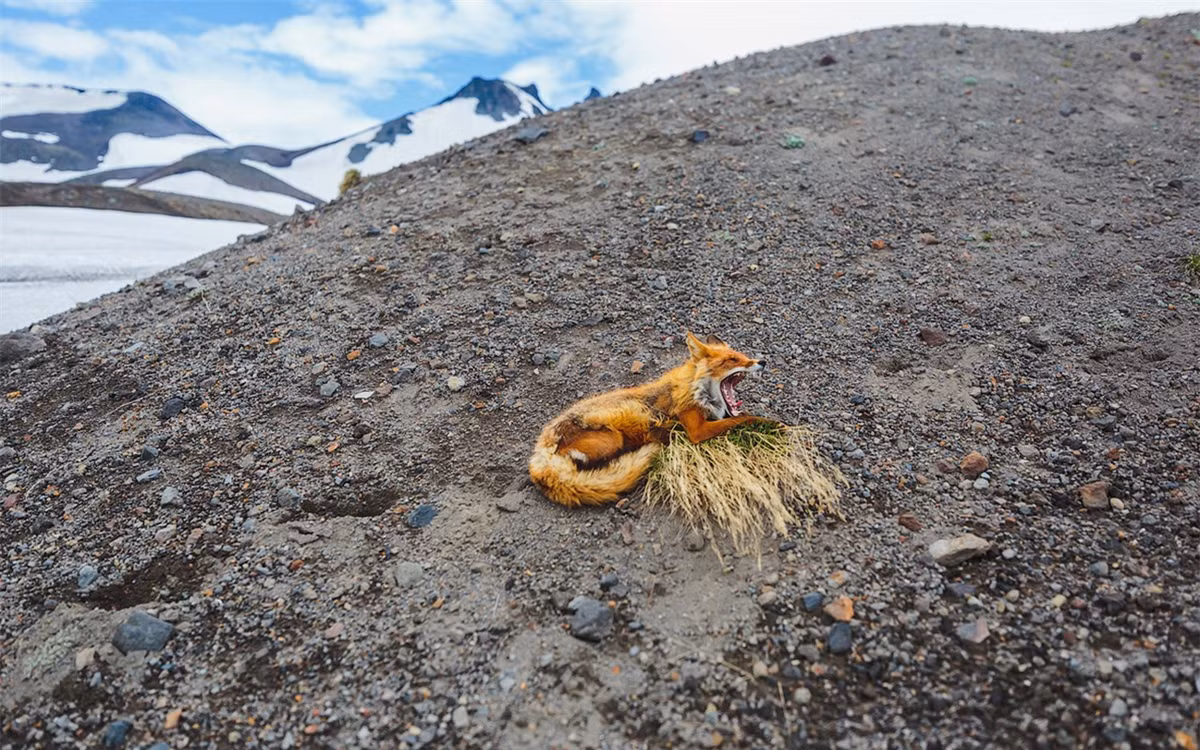 Ngắm những phút giây bình yên như thế nào, khó có thể tưởng tượng được đây là một trong những loài vật nguy hiểm trên hành tinh.(ảnh:Alexander Sidontsev/RBTH). 