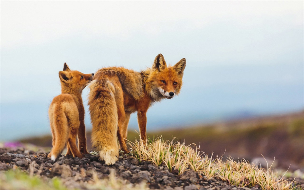 Những con cáo hoang dã này hiện đang sinh sống tại vùng đồi núi Kamchatka, hay còn được gọi là "vùng đất của loài gấu" với khoảng 15.000 đến 30.000 con gấu sống ở đó. (ảnh :Alexander Sidontsev/RBTH).