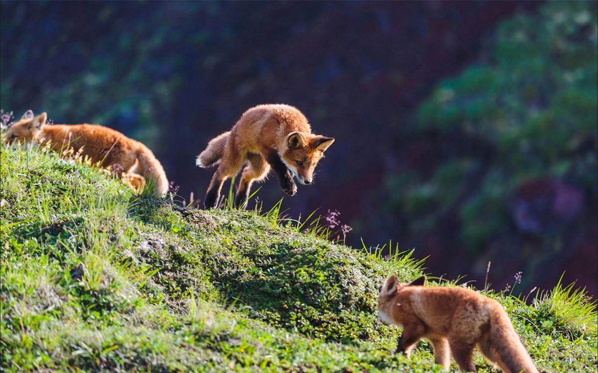 Vùng Kamchatka cách thủ đô Moscow, Nga khoảng 6.515km. (ảnh :Alexander Sidontsev/RBTH).
