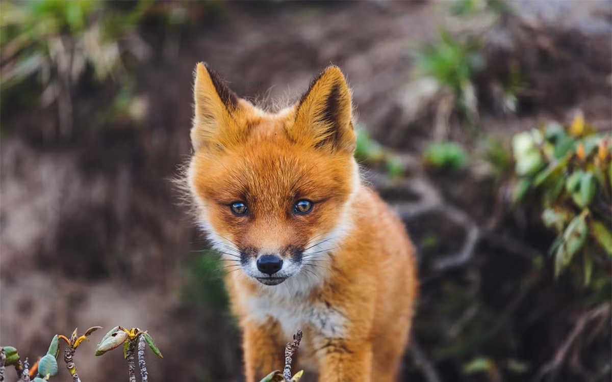 Ngoài ra, vùng Chukotka ở Viễn Đông Nga cũng là một ngôi nhà khác của những con cáo hoang dã này. (ảnh :Alexander Sidontsev/RBTH).