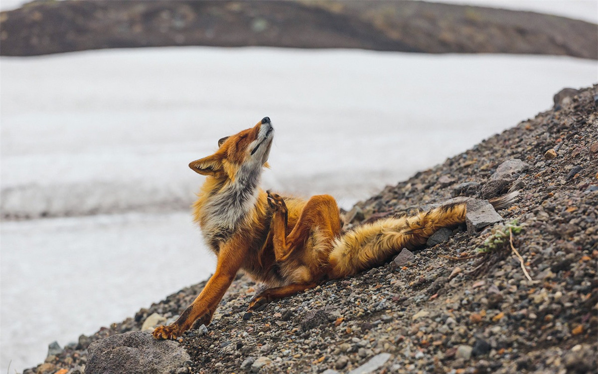 Một chú cáo thư giãn bên bờ sông. (ảnh:Alexander Sidontsev/RBTH).