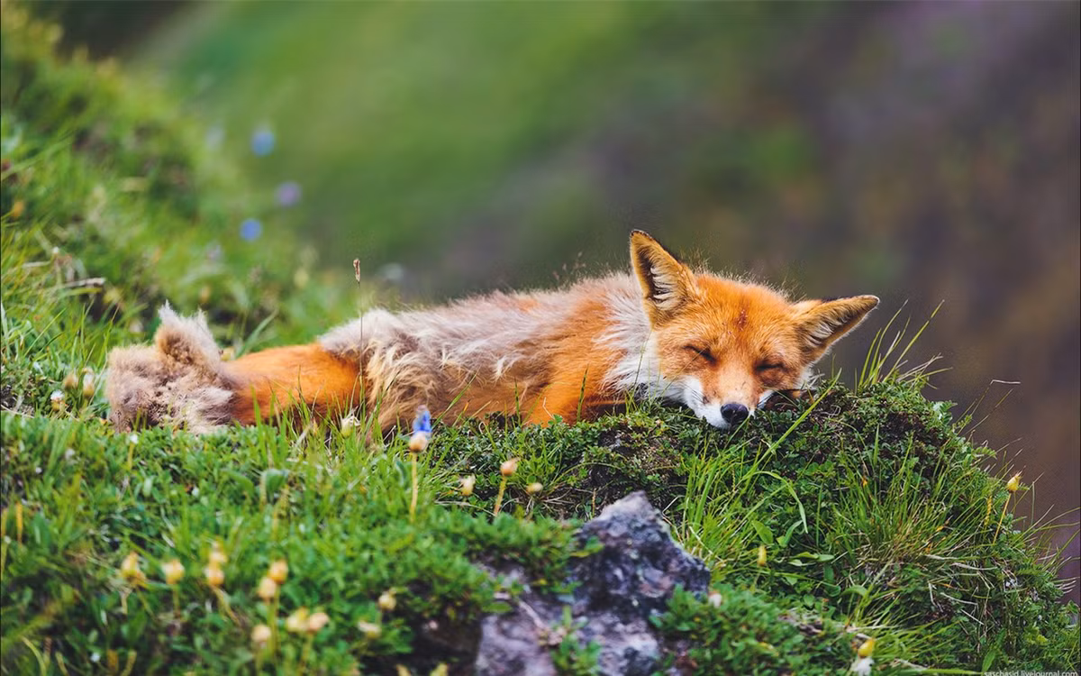 Giấc ngủ yên bình bên cây cỏ. (ảnh :Alexander Sidontsev/RBTH).
