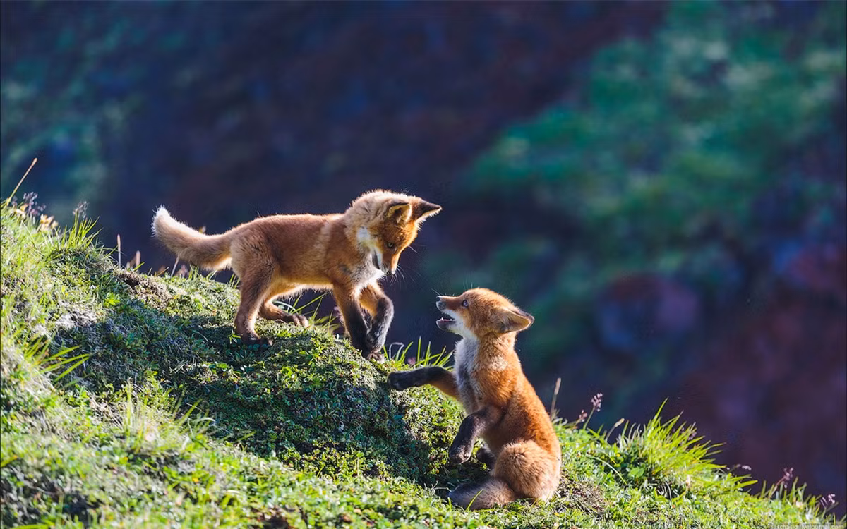 Những con cáo ở Chukotka có bộ lông nhạt màu hơn và kích thước lớn hơn so với những con cáo ở Kamchatka.(ảnh:Alexander Sidontsev/RBTH).