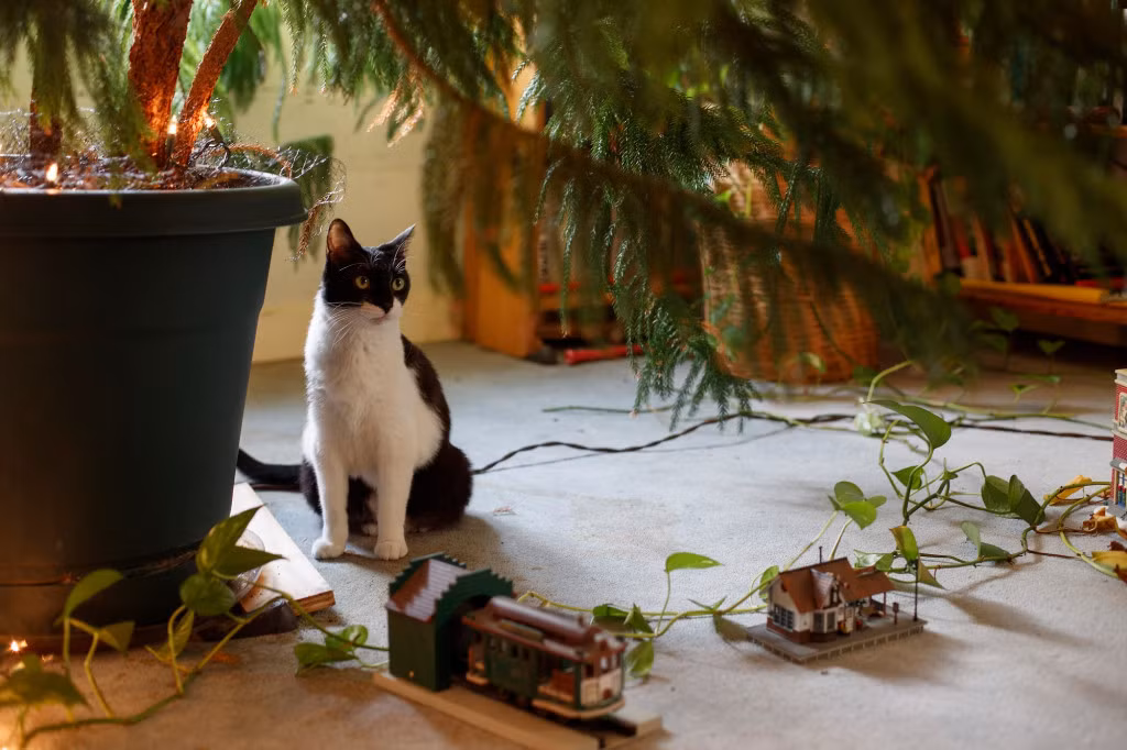 Song mien phi trong dinh thu 2.000m2 hon 30 nam-Hinh-5