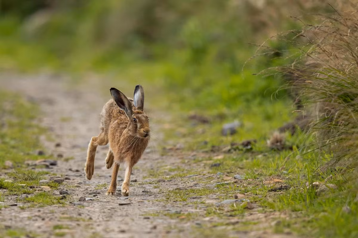 Một số người lo sợ sau khi đại dịch qua đi, nhiều loài động vật hoang dã sẽ giữ thói quen đi vào khu vực sống của con người. Đặc biệt với những loài như báo, sư tử, câu chuyện sẽ trở nên đau đầu hơn. Trong ảnh, khoảnh khắc một con thỏ rừng được chụp bởi Conrad Dickinson.