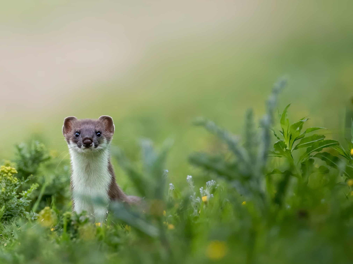 Các tiêu chí thắng giải là: ảnh cân đối, nổi bật, bắt mắt và sống động. Trong ảnh, tác phẩm thuộc danh sách rút gọn của nhiếp ảnh gia Julian Terreros-Martin. Ảnh chụp một con chồn ecmin đáng yêu giữa khung cảnh hoa lá tươi tốt.