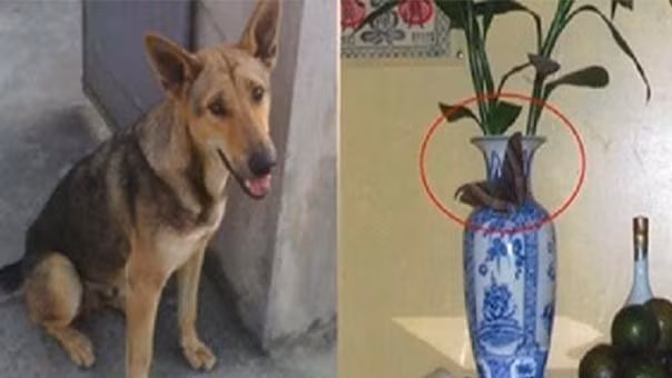 13 dau hieu bao buoc chan ra ngoai la dap trung hu vang hu bac