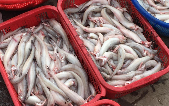 Cá khoai vào mùa, phủ trắng chợ mạng, tiểu thương chốt đơn liên tục Ca khoai vao mua, phu trang cho mang, tieu thuong chot don lien tuc