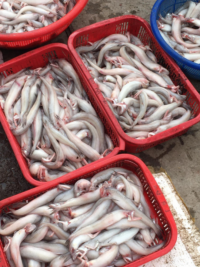 Cá khoai vào mùa, phủ trắng chợ mạng, tiểu thương chốt đơn liên tục - Hình 4 Ca khoai vao mua, phu trang cho mang, tieu thuong chot don lien tuc-Hinh-4