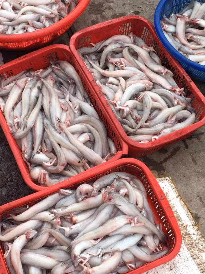 Ca khoai vao mua, phu trang cho mang, tieu thuong chot don lien tuc-Hinh-4