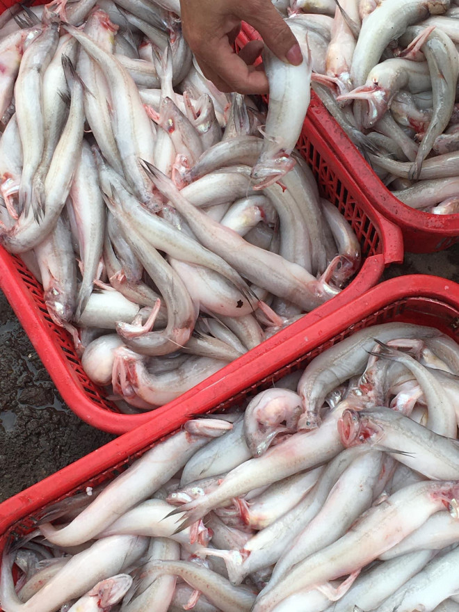 Cá khoai vào mùa, phủ trắng chợ mạng, tiểu thương chốt đơn liên tục - Hình 2 Ca khoai vao mua, phu trang cho mang, tieu thuong chot don lien tuc-Hinh-2