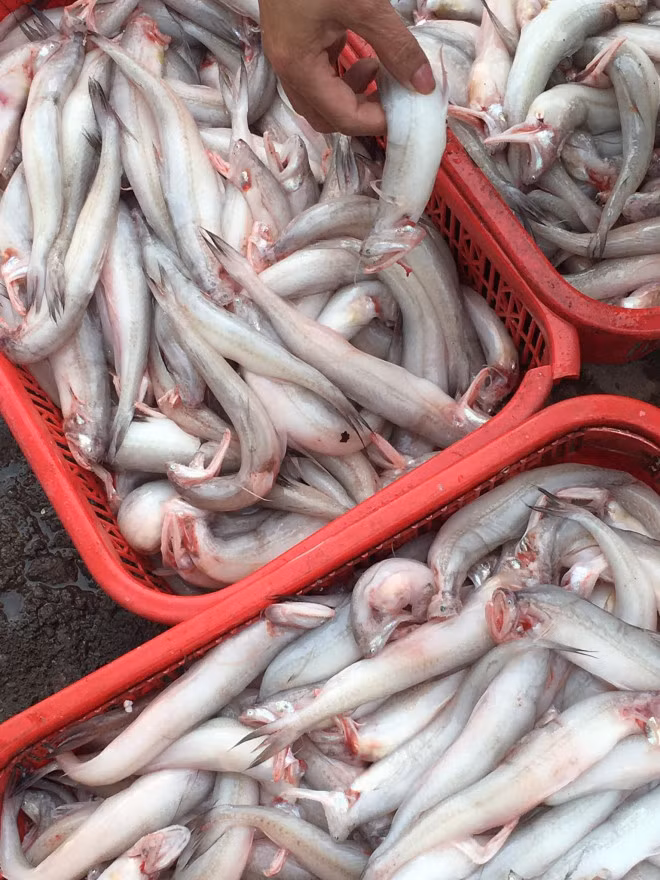 Ca khoai vao mua, phu trang cho mang, tieu thuong chot don lien tuc-Hinh-2