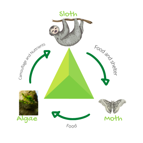 Vi sao nhung con luoi luoi the ma khong bi tuyet chung?-Hinh-5