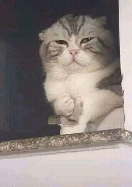 Chu meo duoc che meme 