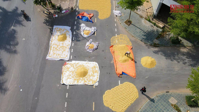 br/> Thời điểm cuối tháng 5 đầu tháng 6 cũng là vụ thu hoạch lúa của người nông dân, nơi đây được nhiều người dân tận dụng phơi thóc tại mặt tiền của những dãy shophouse bỏ không.