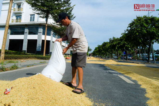 br/> “Trong làng hiện nay không còn nhiều diện tích trống nên không còn đất để phơi thóc nữa. Khu vực này trống trải, rộng rãi nên chúng tôi mang thóc ra đây phơi không vướng mắc gì”, ông Đồ Văn Thụ thôn La Dương, Dương Nội chia sẻ. 