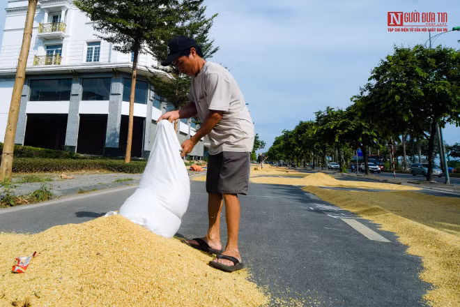 br/> “Trong làng hiện nay không còn nhiều diện tích trống nên không còn đất để phơi thóc nữa. Khu vực này trống trải, rộng rãi nên chúng tôi mang thóc ra đây phơi không vướng mắc gì”, ông Đồ Văn Thụ thôn La Dương, Dương Nội chia sẻ. 