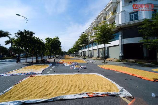 br/> Cả đoạn đường dài hàng trăm mét được tận dụng làm sân phơi thóc.