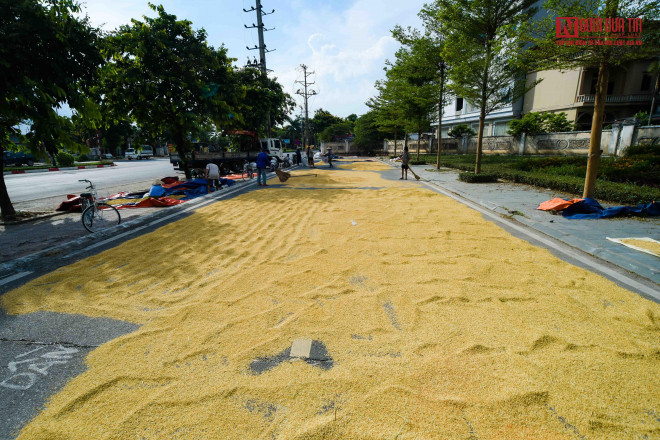 br/> Theo người dân phơi thóc ở đây, nếu cứ đà nắng nóng đỉnh điểm thì chỉ cần 1-2 ngày nắng là có thể cất được.