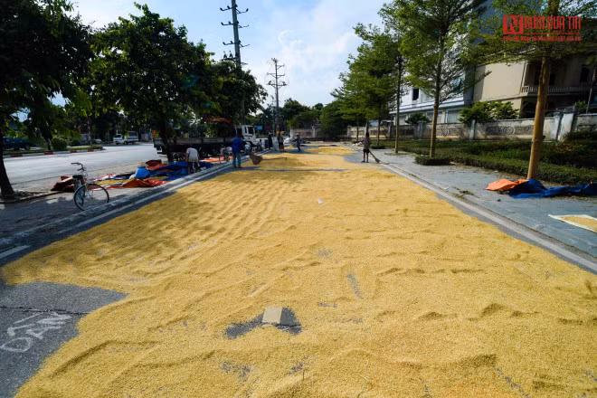 br/> Theo người dân phơi thóc ở đây, nếu cứ đà nắng nóng đỉnh điểm thì chỉ cần 1-2 ngày nắng là có thể cất được.