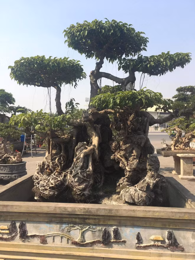 Sanh co om da the dep la, hut dai gia choi cay canh-Hinh-2