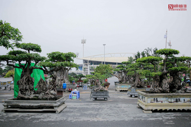 Sanh co om da the dep la, hut dai gia choi cay canh