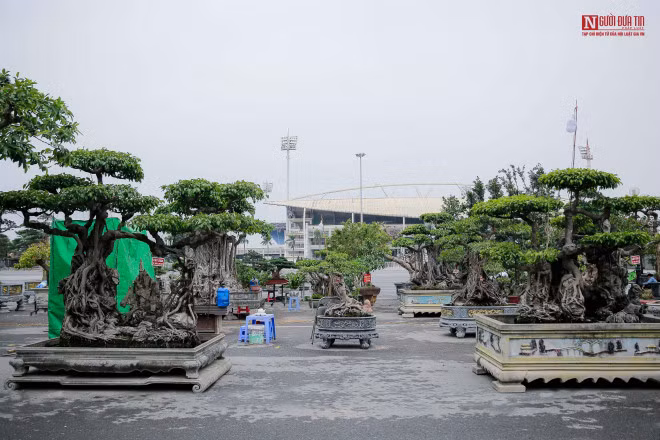 Sanh co om da the dep la, hut dai gia choi cay canh