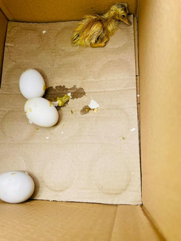 Xuan Lan am anh vi mui thoi khi chong nuoi vit trong can ho-Hinh-2