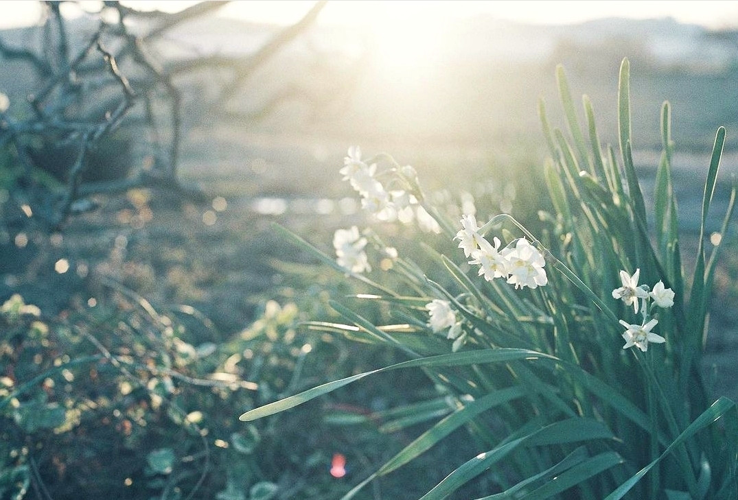 Ngoi nha phu day hoa cua co gai chon 