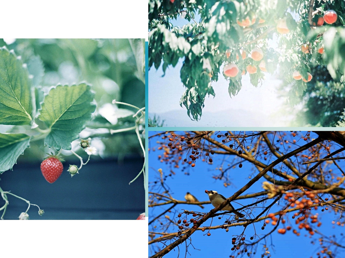 Ngoi nha phu day hoa cua co gai chon 