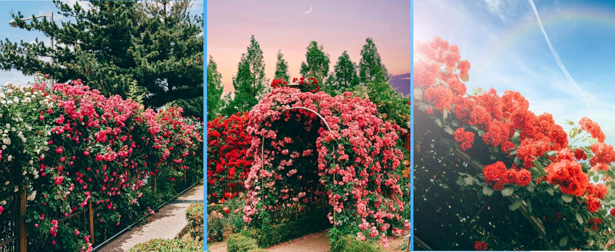 Ngoi nha phu day hoa cua co gai chon 