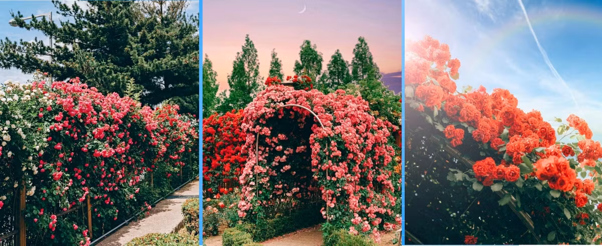 Ngoi nha phu day hoa cua co gai chon 