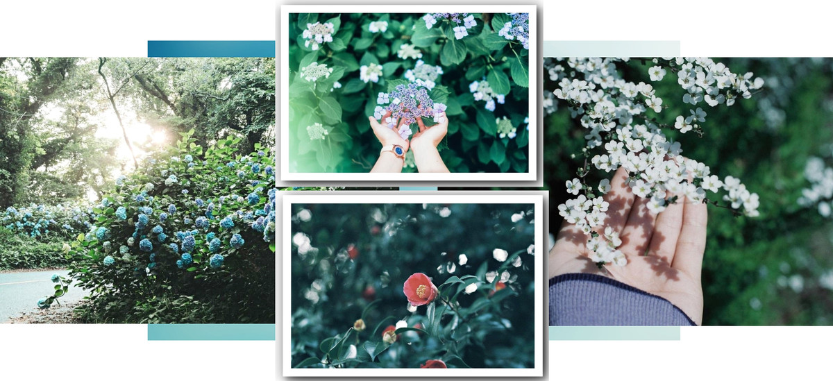 Ngoi nha phu day hoa cua co gai chon 