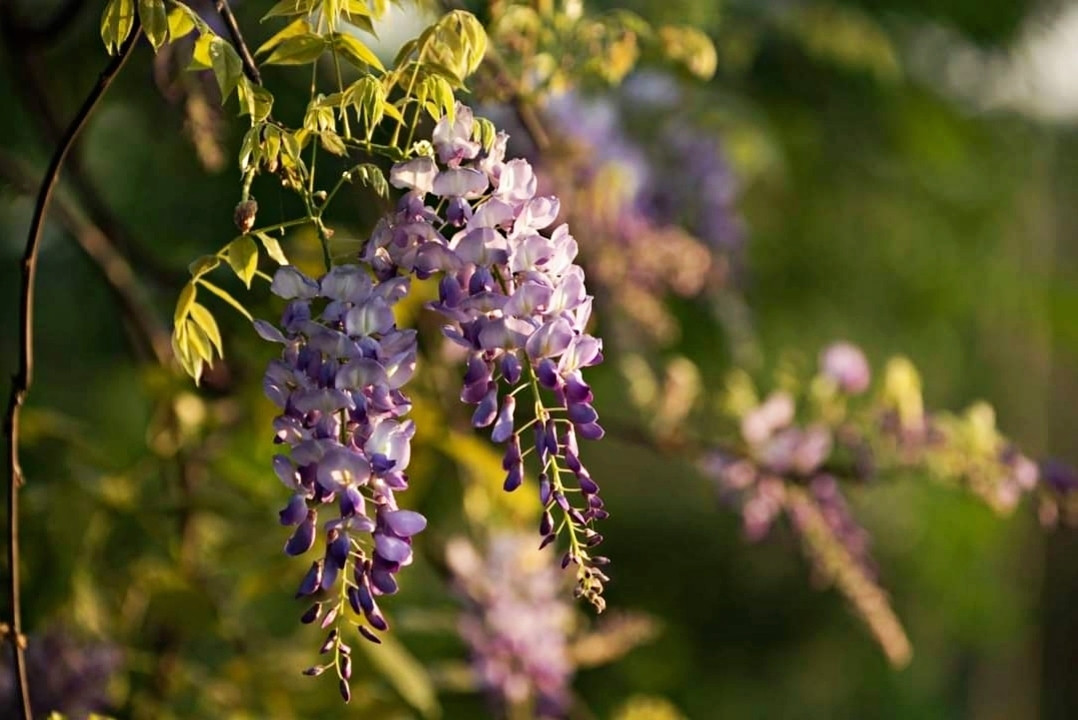 Ngoi nha phu day hoa cua co gai chon 