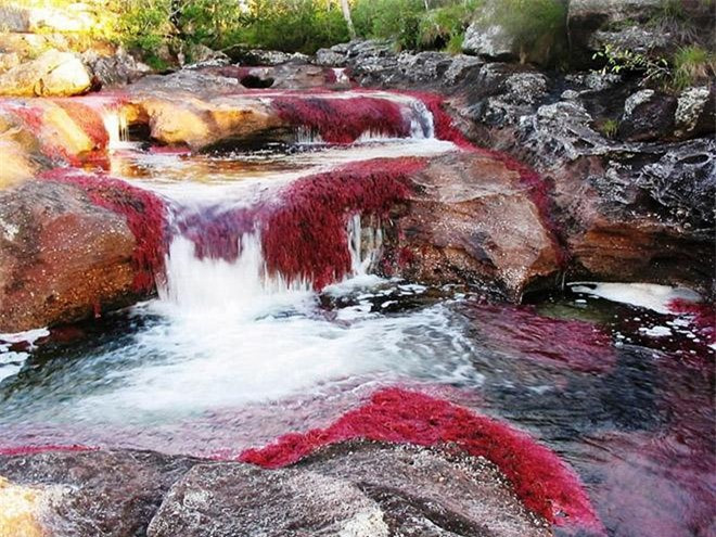 Dòng sông ngũ sắc Caño Cristales là một phần của Công viên Quốc gia Sierra de la Macarena. Để tới được Caño Cristales, du khách sẽ phải bay đến La Macarena, sau đó di chuyển đến công viên quốc gia Serranía de la Macarena. Từ đây, du khách sẽ bắt đầu hành trình tới Caño Cristales bằng cách đi bộ hoặc cưỡi ngựa, một số tour đi bằng xe jeep hoặc cano.