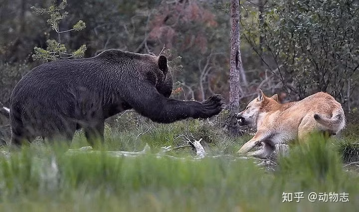 Trong moi truong khong co su tu va ho, he sinh thai se ra sao-Hinh-2