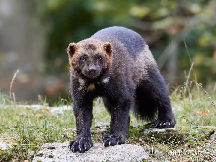 Trong moi truong khong co su tu va ho, he sinh thai se ra sao-Hinh-11
