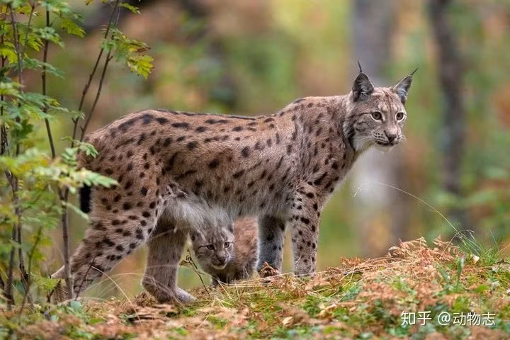 Trong moi truong khong co su tu va ho, he sinh thai se ra sao-Hinh-8