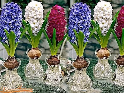 5 loai cay pha nat phong thuy, xua duoi tai loc-Hinh-3